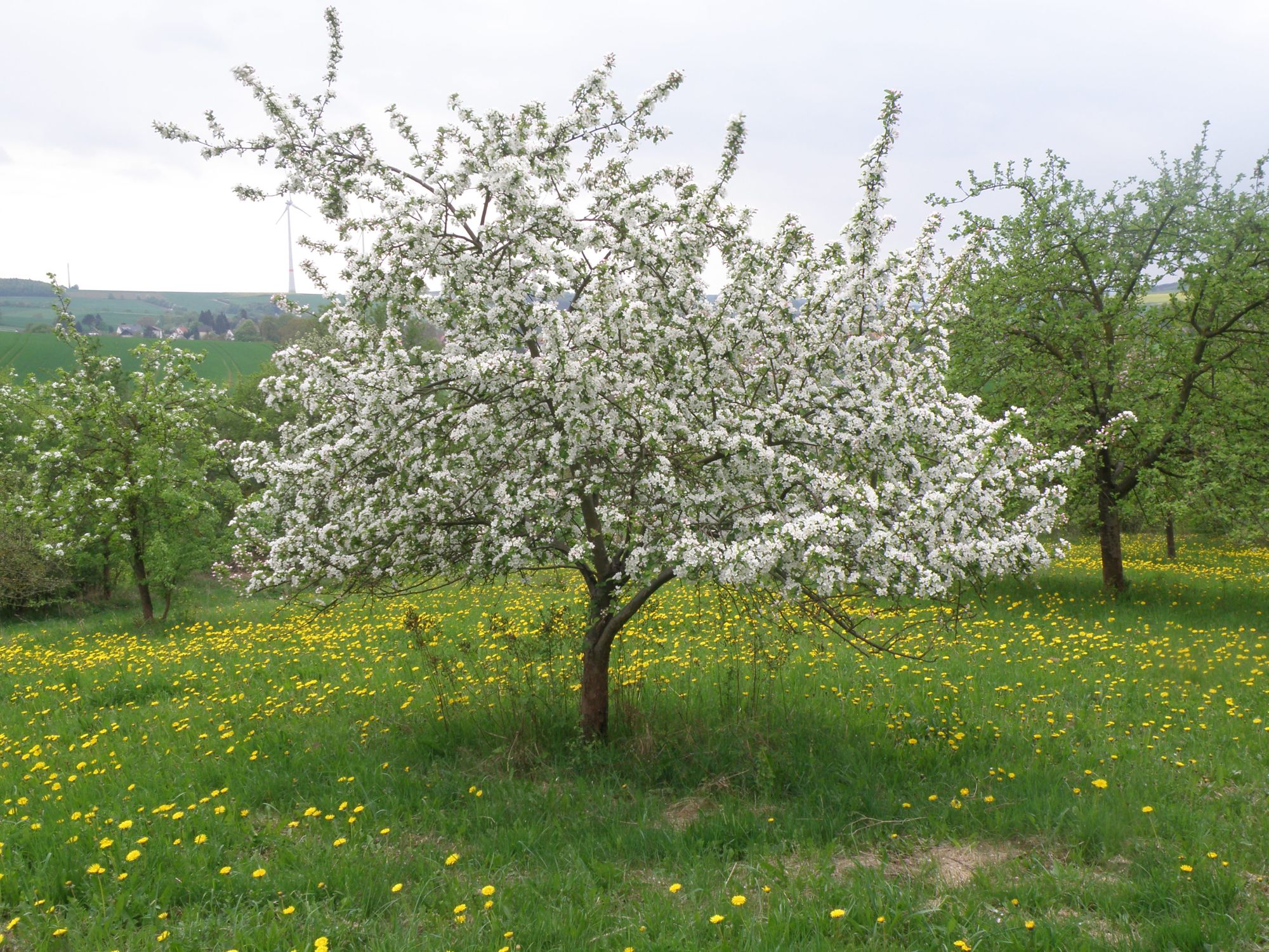 Befruchterbaum zur Blütenzeit